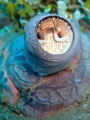   This group snails Vermetidae worm make tubular shell adhere themselves reef. safety their they excrete mucus net.strobe diving Dumaguete. Later reel back enjoy.TG6 natural light reef netstrobe net strobe Dumaguete enjoyTG6 enjoy TG6  